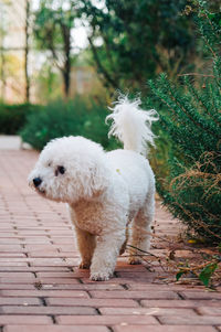 White dog standing by tree