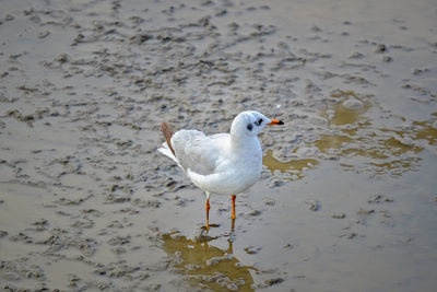 High angle view of seagull on beach