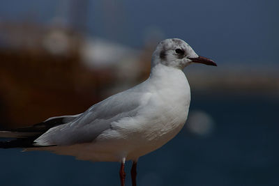 Close-up of seagull