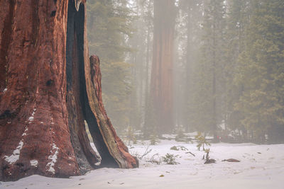 Scenic view of forest during winter