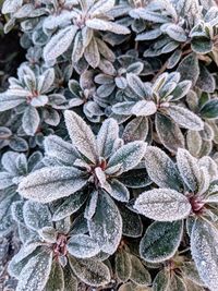 Close-up of frozen plant