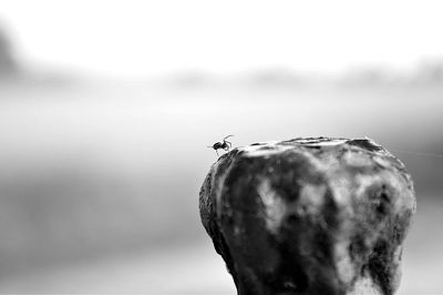 Close-up of object against blurred background