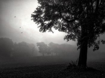 Trees on landscape against sky during foggy weather