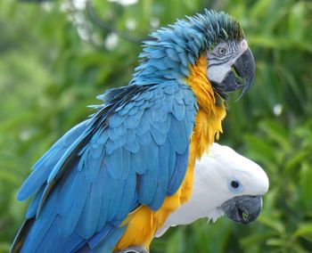 Close-up of a parrot