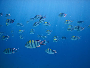 View of fish swimming in sea