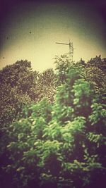 Trees growing against sky