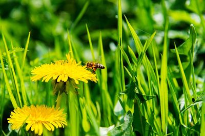 Close-up of bee pollinating on yellow flower
