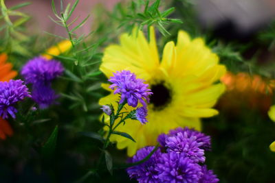 Close-up of purple flowering plants