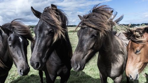 Horses on field against sky