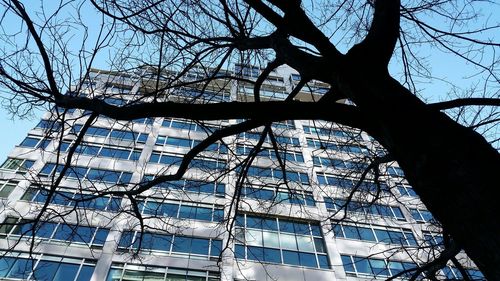 Low angle view of bare trees against blue sky