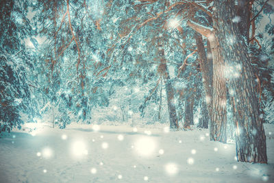 View of pine trees in forest during winter