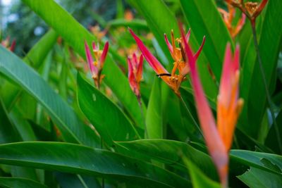 Close-up of insect on pink flower