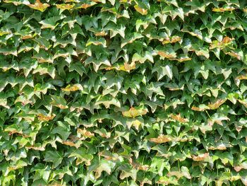 Full frame shot of ivy growing on land