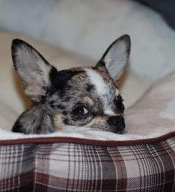 Close-up portrait of dog relaxing on floor