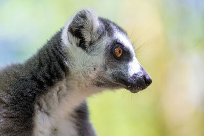 Close-up of an animal looking away