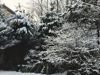 Trees in forest during winter