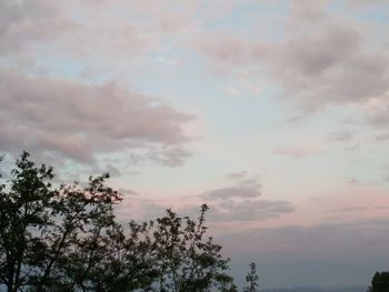 Low angle view of tree against sky