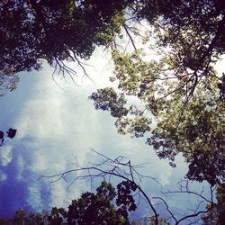 Low angle view of trees against cloudy sky