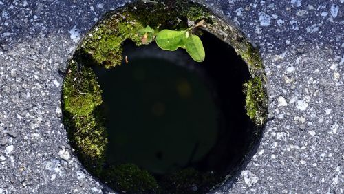 High angle view of plants