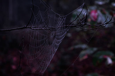 Close-up of spider web on plant