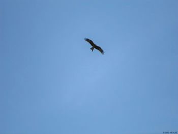 Low angle view of bird flying against blue sky