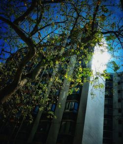 Low angle view of trees against building