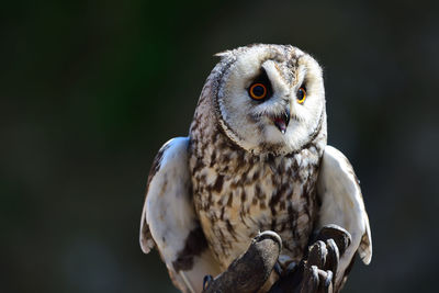 Portrait of a long eared owl perched in a falconers hand