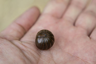 Close-up of hand holding shell