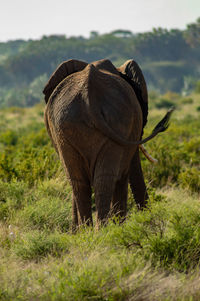 View of elephant on field