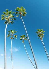 Low angle view of flowering plants against blue sky