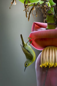 Close-up of a bird on a flower