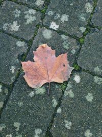 High angle view of maple leaf on footpath