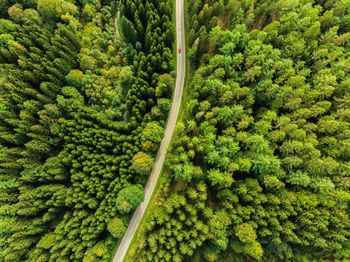 High angle view of fresh green plants