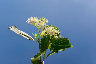 Low angle view of flowering plant against clear blue sky