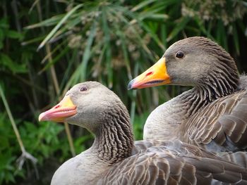 Close-up of mallard duck