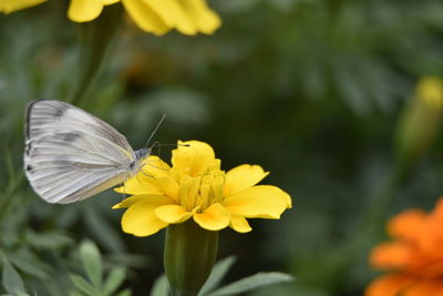 Close-up of butterfly pollinating on yellow flower