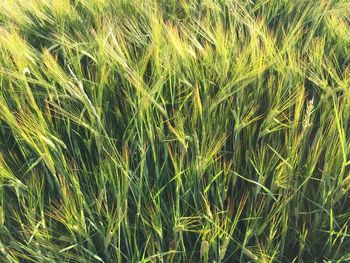 Full frame shot of wheat field