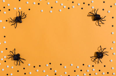 Close-up of spider on web against orange background