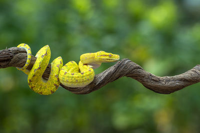 Close-up of yellow snake on tree