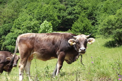 Cows in a field