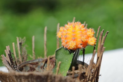 Close up yellow cactus flower, beautiful plant in nature pot. selective focus.