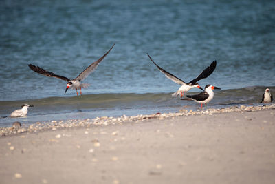 Flock of black skimmer terns rynchops niger on the beach at clam pass in naples, florida