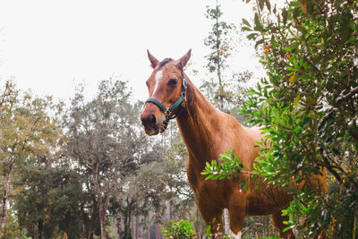 Horse standing in a tree