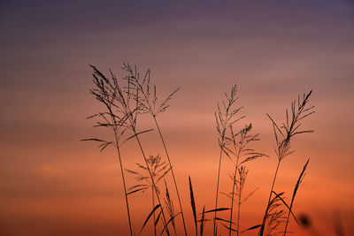 Low angle view of plant against sky during sunset