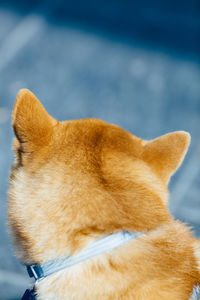 Close-up of ginger dog