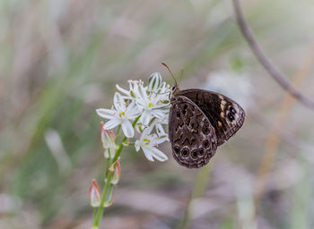 Close-up of butterfly pollinating on flower