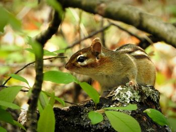 Close-up of squirrel on tree