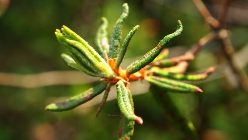 Close-up of insect on leaf