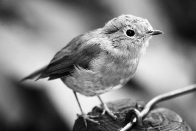 Close-up of bird perching on feeder