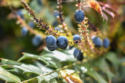 Close-up of berries growing on tree